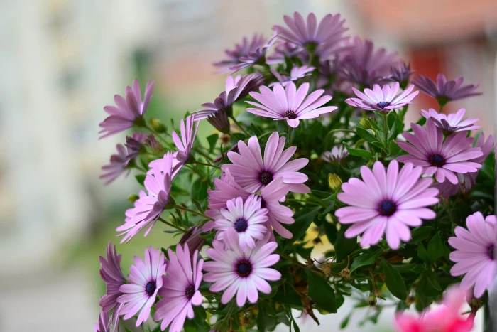 Purple Petaled Flower background beautiful bloom blooming 2k