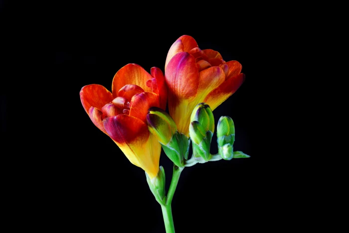 red freesia flower macro photography blossom bloom spring 2k 4k 5k