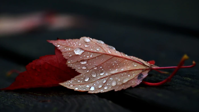 red leafed plant close up photo of leaf with dew nature 2k