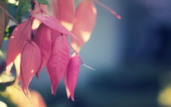 red leafed tree nature blurred macro leaves plants branch 2k