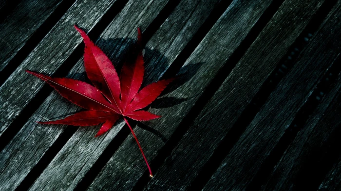 red maple leaf on black wooden surface fall 2k