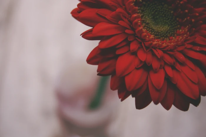 red petaled flower closeup photo of a flowers 2k 4k