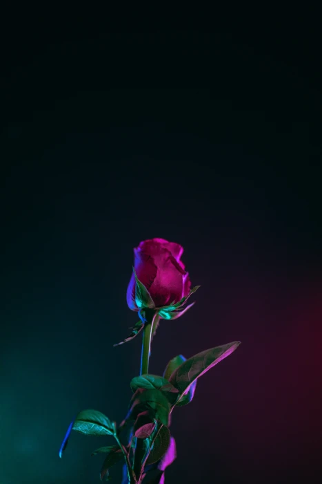 red rose flower bud stem dark background leaves nature plant 2k 4k