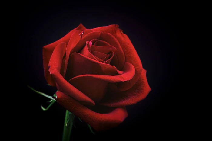 red rose flower macro shot of flowering plant 2k 4k 5k 8k