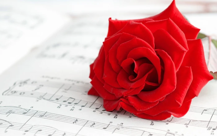 red rose on top of music sheet flowers musical notes 2k
