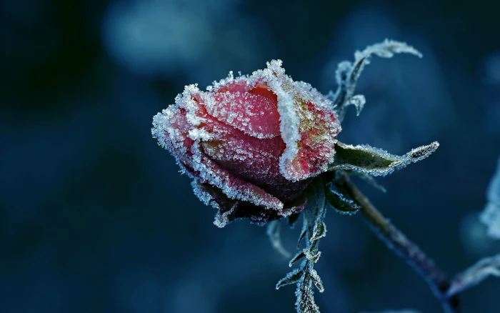 red rose snow coated nature macro detailed closeup 2k
