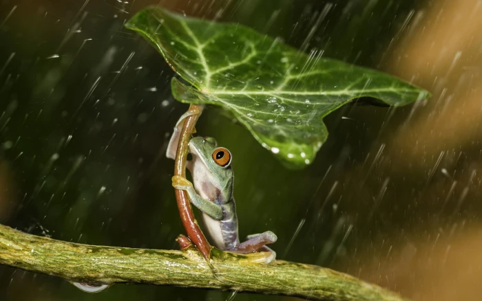 red eyed tree frog green holding leaf during raintime 37 2k