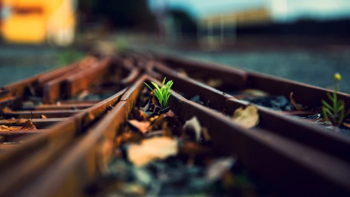 rusted brown steel train rails photo of green leaf plant on rail 2k