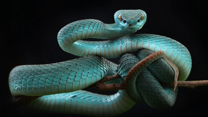scaled reptile serpent snake trimeresurus albolabris insularis 2k