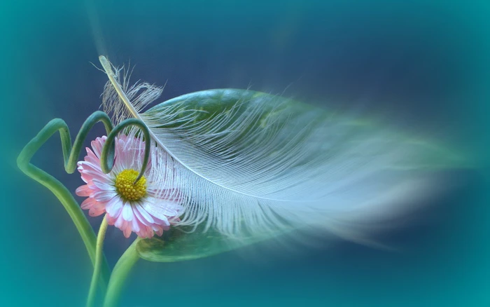 selective focus photo of pink daisy flower with white bird feather 2k