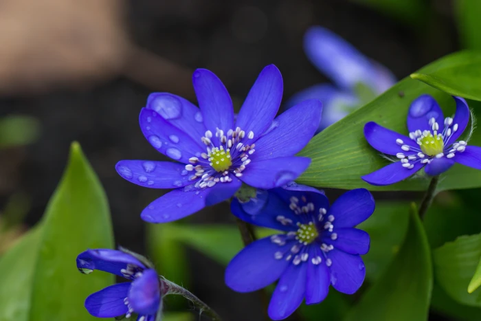 selective focus photography of blue petaled flowers hepatica 2k 4k 5k