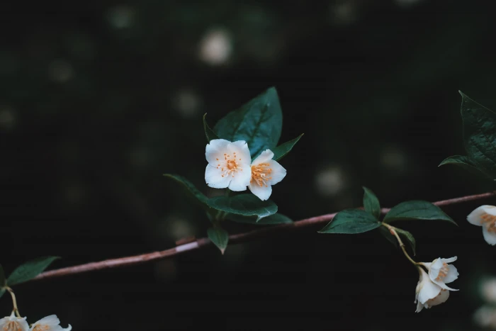 selective focus photography of white petaled flowers photo flower 2k 4k 5k