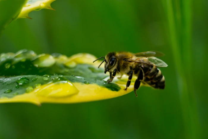selective photography of bee on yellow and green leaf drinking 2k 4k