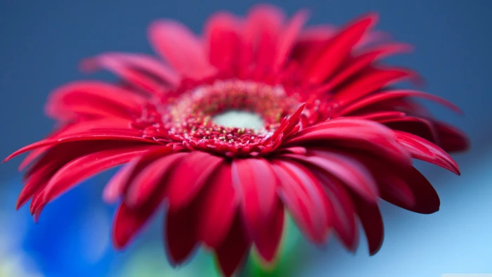 selective photography of red gerbera daisy flower flowers 2k 4k