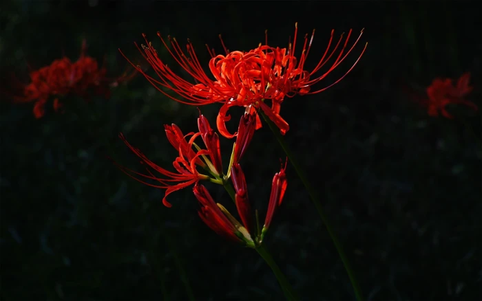 shallow focus photo of red flowers nature macro plants flowering plant 2k