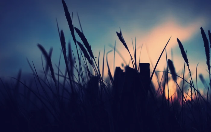 silhouette of plants grasses during daytime nature 2k