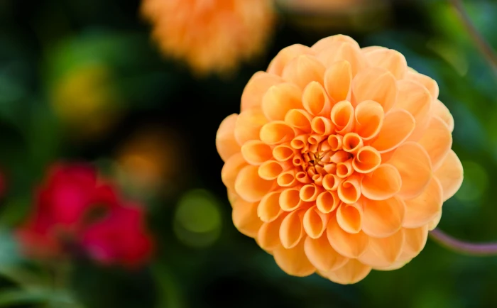 nature plants dahlias macro flower flowering plant freshness 2k