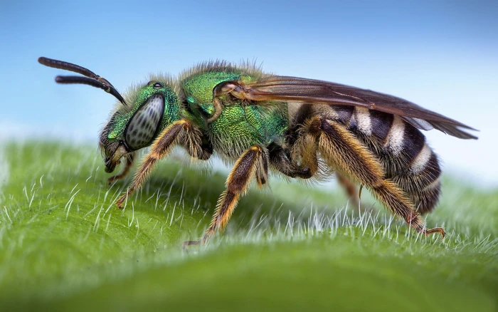Sweat Bee Macro Photography Desktop Hd Wallpaper For Pc Tablet And Mobile 40 2k 4k