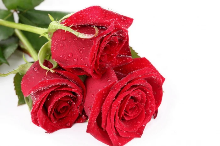 three red rose flowers roses buds drops fresh close up Flower 2k