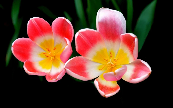 Tulip petals macro photography pink flowers 2k