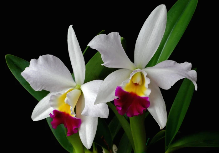 two white and pink cattleya orchids flower exotic leaf tone 2k