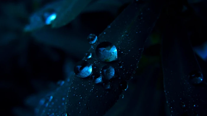 water drop on leaf drops macro flowers nature dew 2k