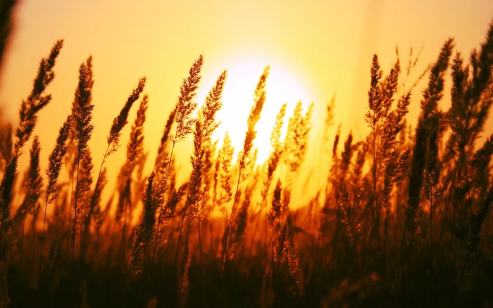 wheat grass silhouette of during sunset macro depth field 2k