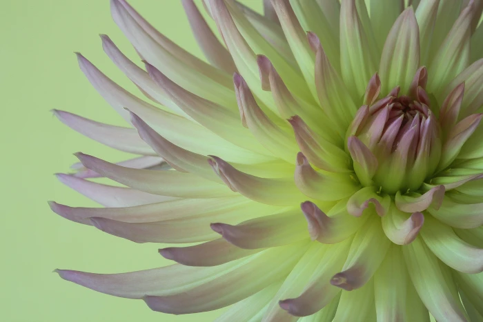 white and purple Chrysanthemum flower in closeup photography dahlia 2k 4k 5k