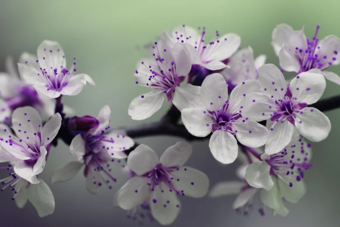 White and Purple Petal Flower Focus Photography beautiful bloom 2k 4k 5k