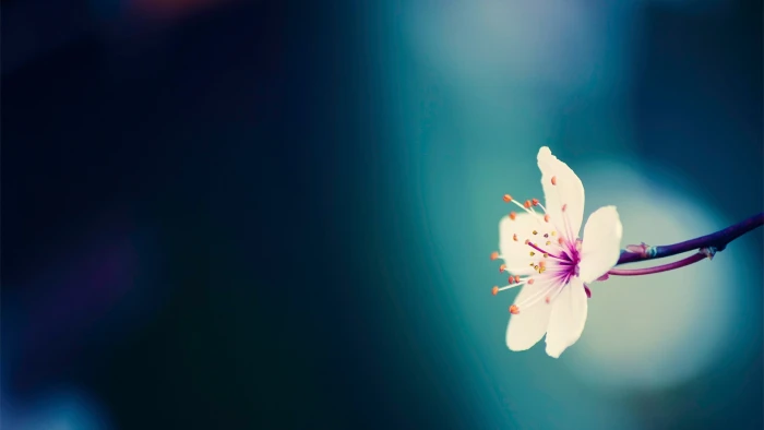 white and purple petaled flower flowers macro plants nature 2k