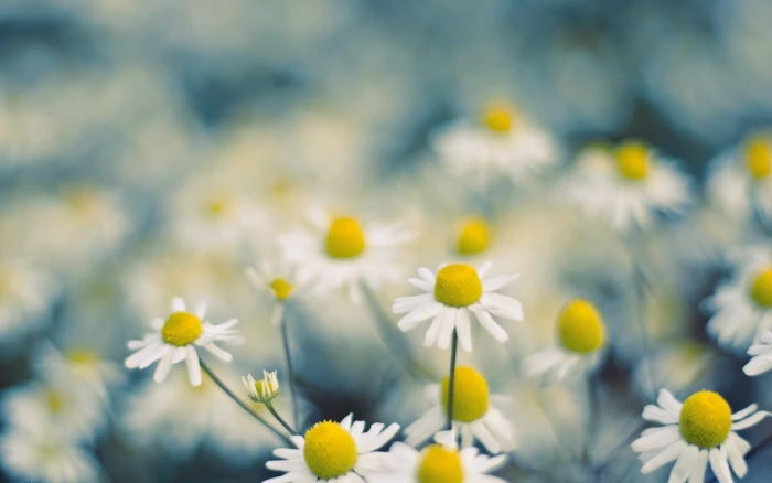 white daisy flowers macro Chamomile flowering plant 2k