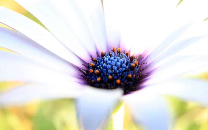 white daisybusg flower and purple osteospermum closeup photography at daytime 2k