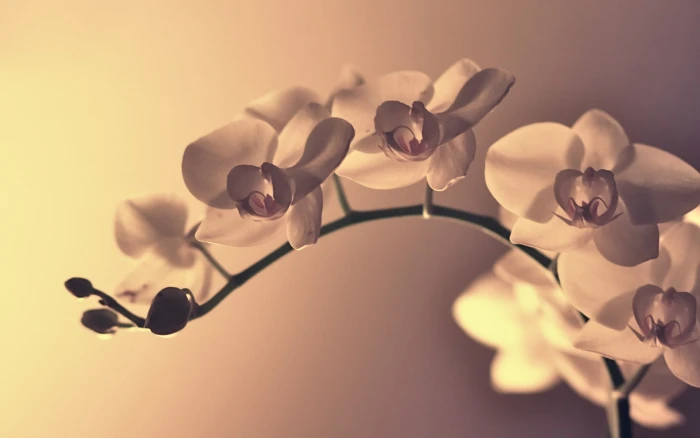 white flowers macro orchids plants flowering plant beauty in nature 2k