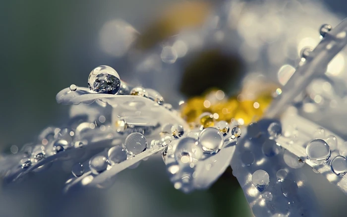 white gerbera daisy flower shallow focus photography of moisture on plants 2k