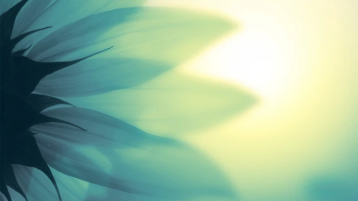 white petaled flower untitled flowers macro petals abstract 2k