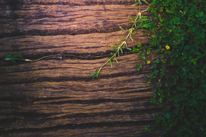wood background wooden nature plant texture green old 2k 4k 5k