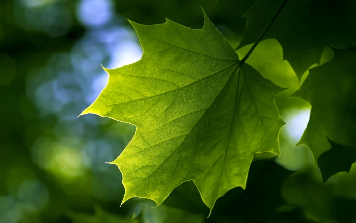yellow and green leaf plant nature leaves plants macro part 2k