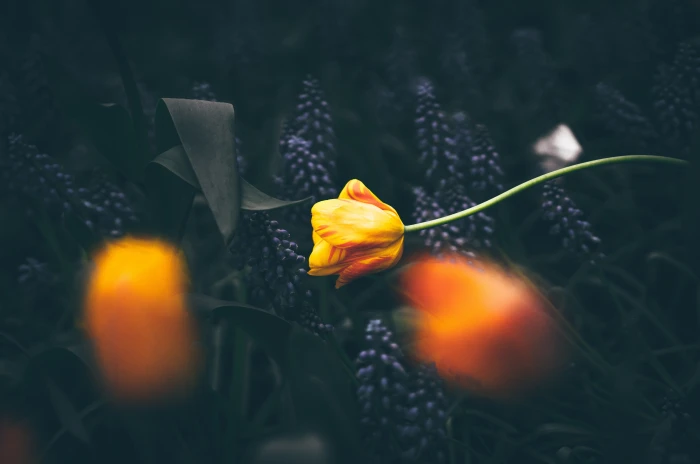 yellow tulip shallow focus of flower nature flowers 2k 4k 5k