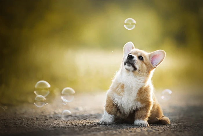 baby bubbles puppy bokeh doggie Welsh Corgi 2k