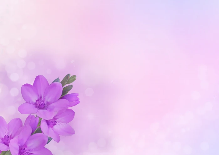 background image flower flowers purple pink greeting card 2k 4k 5k