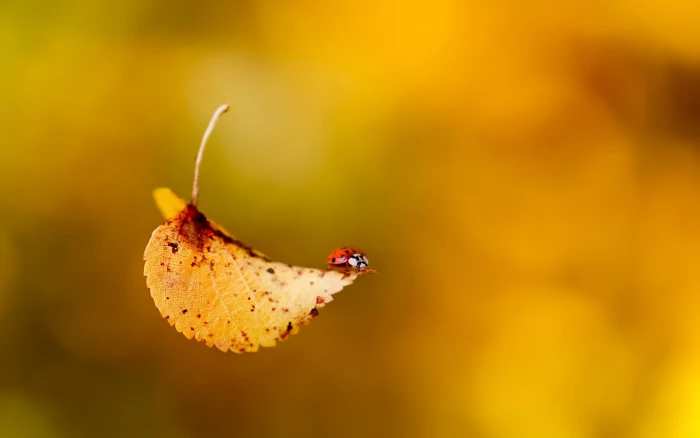beige and red leaf selective focus photo of falling macro 2k