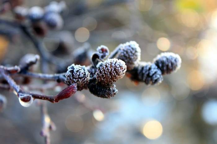 bokeh photography of brown fruit Christmas pine cones frost 2k 4k 5k