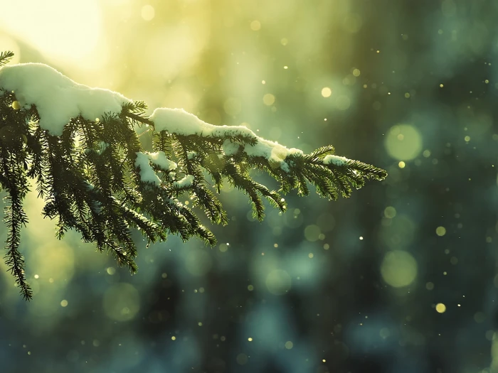 bokeh depth of field snow pine trees nature winter plant 2k