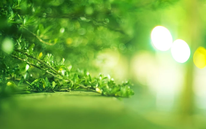 Bright Green Branch Macro Bokeh 2k