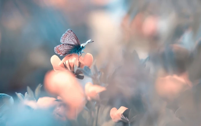 Butterfly flower bokeh 2k
