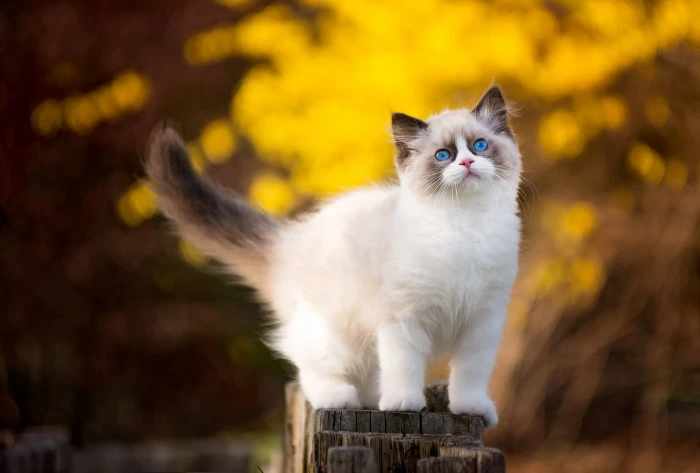 Cats Animal Bokeh Kitten Ragdoll 2k