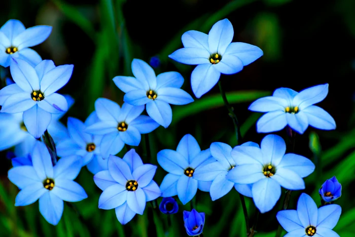 close up photography of blue petaled flowers March Japan Kanagawa 2k 4k