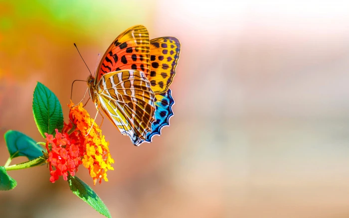 Colorful Butterfly macro bokeh flowers 2k