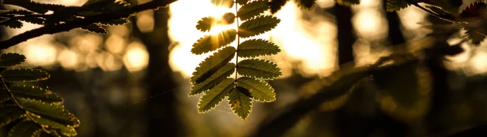 dual monitors multiple display leaves sunlight bokeh plant 2k 4k