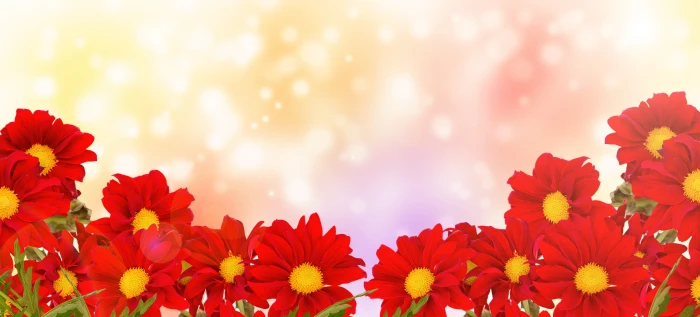 flower marguerite nature flora summer bright plant spring 2k 4k 5k 8k